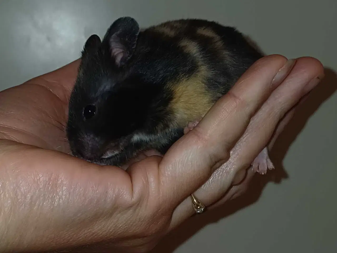 Billede 8 - Guldhamster unger 
