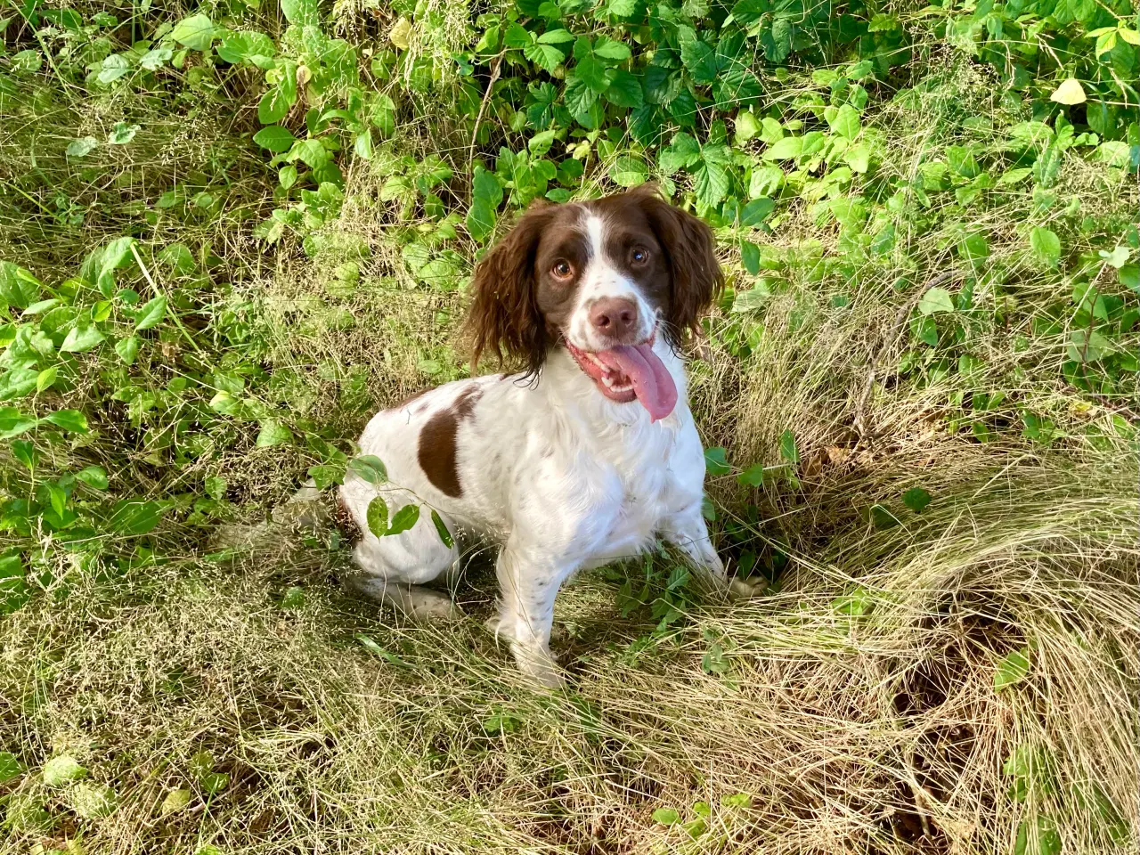 Billede 8 - Ft. Springer Spaniel hvalpe.