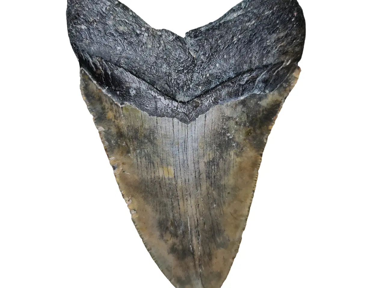 Billede 2 - Megalodon tand 12,4 cm