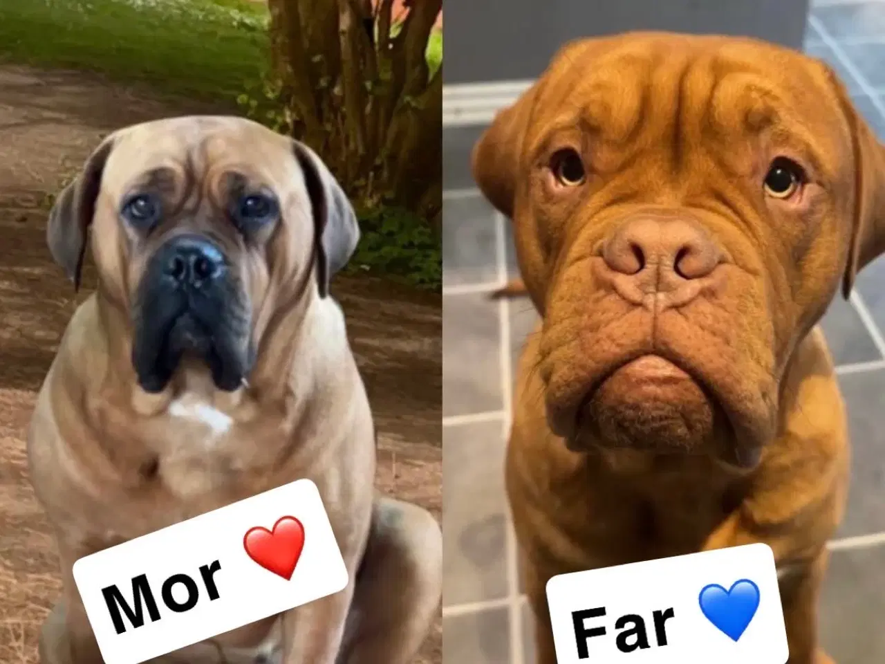 Billede 9 - Hvalpe Cane Corso/Douge de Bordeaux 