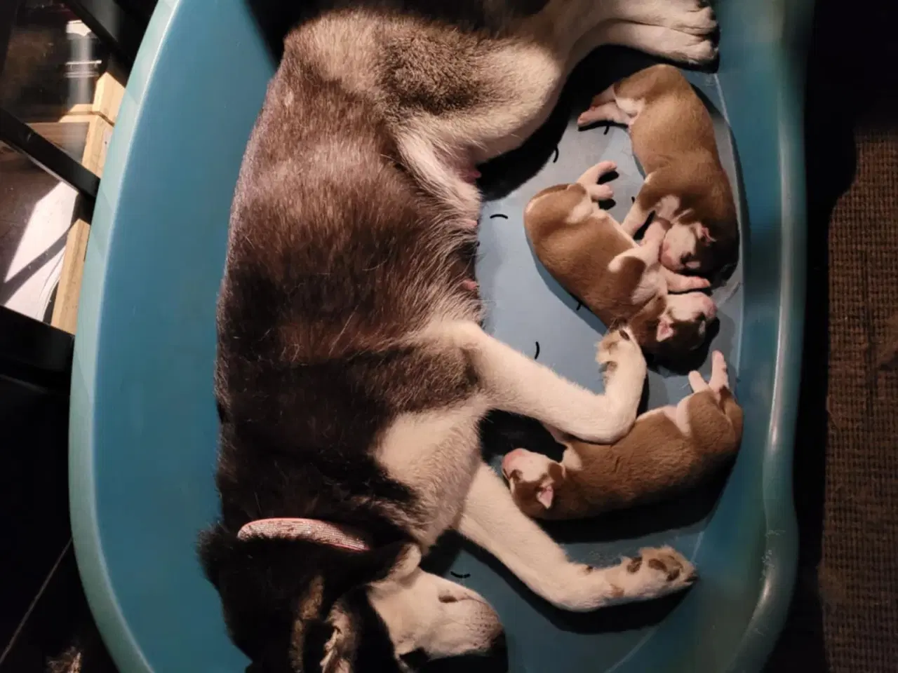 Billede 9 - Siberian Husky bear  hvalpe