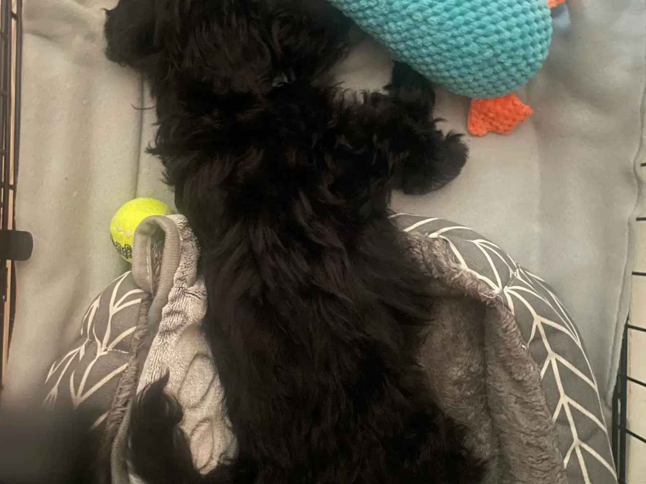 Billede 4 - Hundehvalp Maltipoo