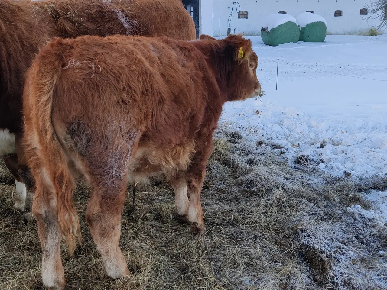 Billede 3 - Simmental tyrekalv sælges