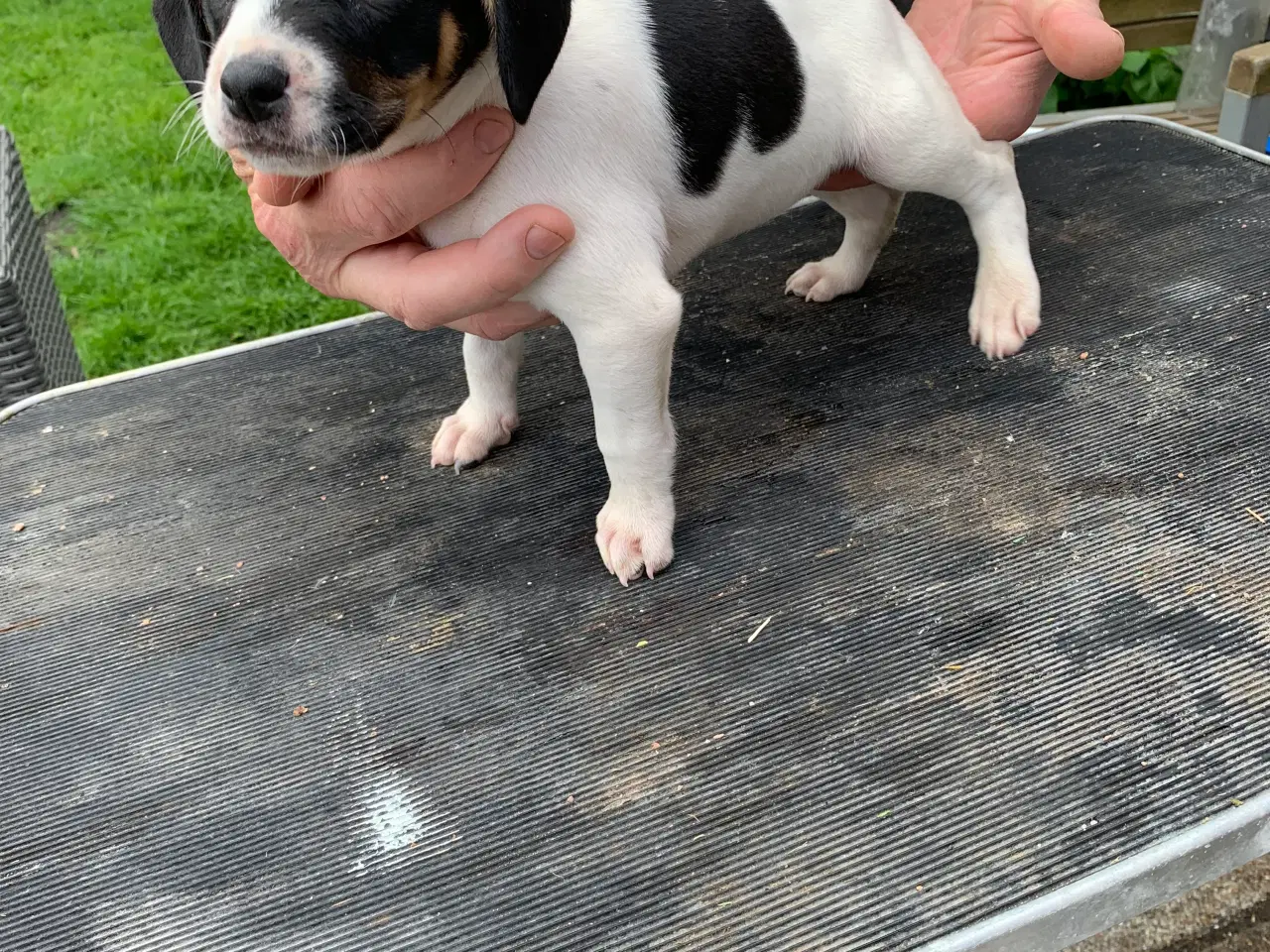Billede 1 - Dansk/Svensk gårdehunde hvalpe 