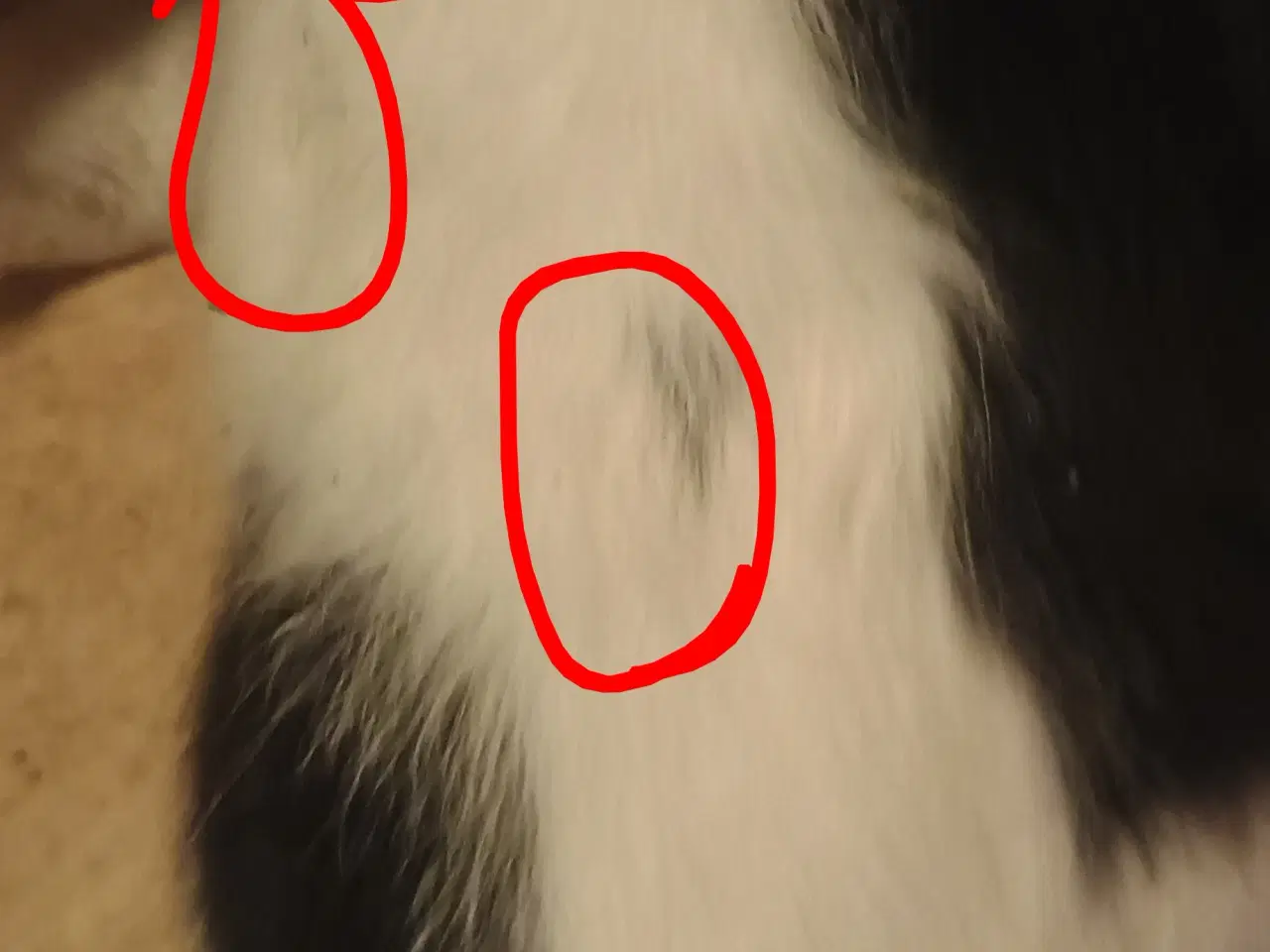 Billede 6 - Cocker Spaniel/Berner Sennen Is.Fårehund