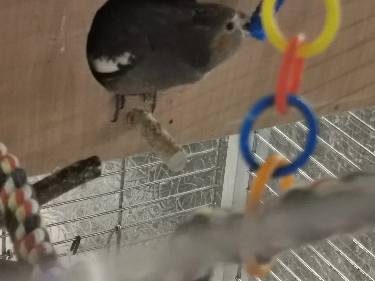 Billede 2 - Nymfeparakit unger 