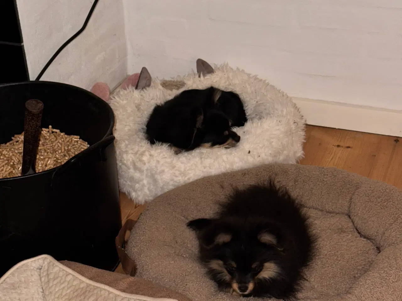 Billede 4 - Pomchi hvalp tæve