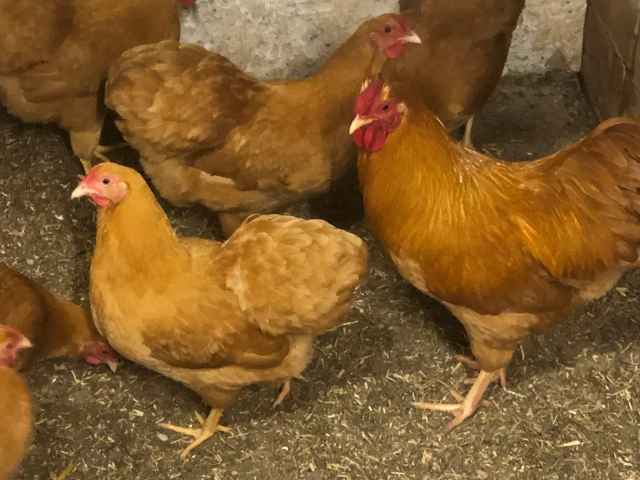 Billede 1 - Racerene dværghøns 