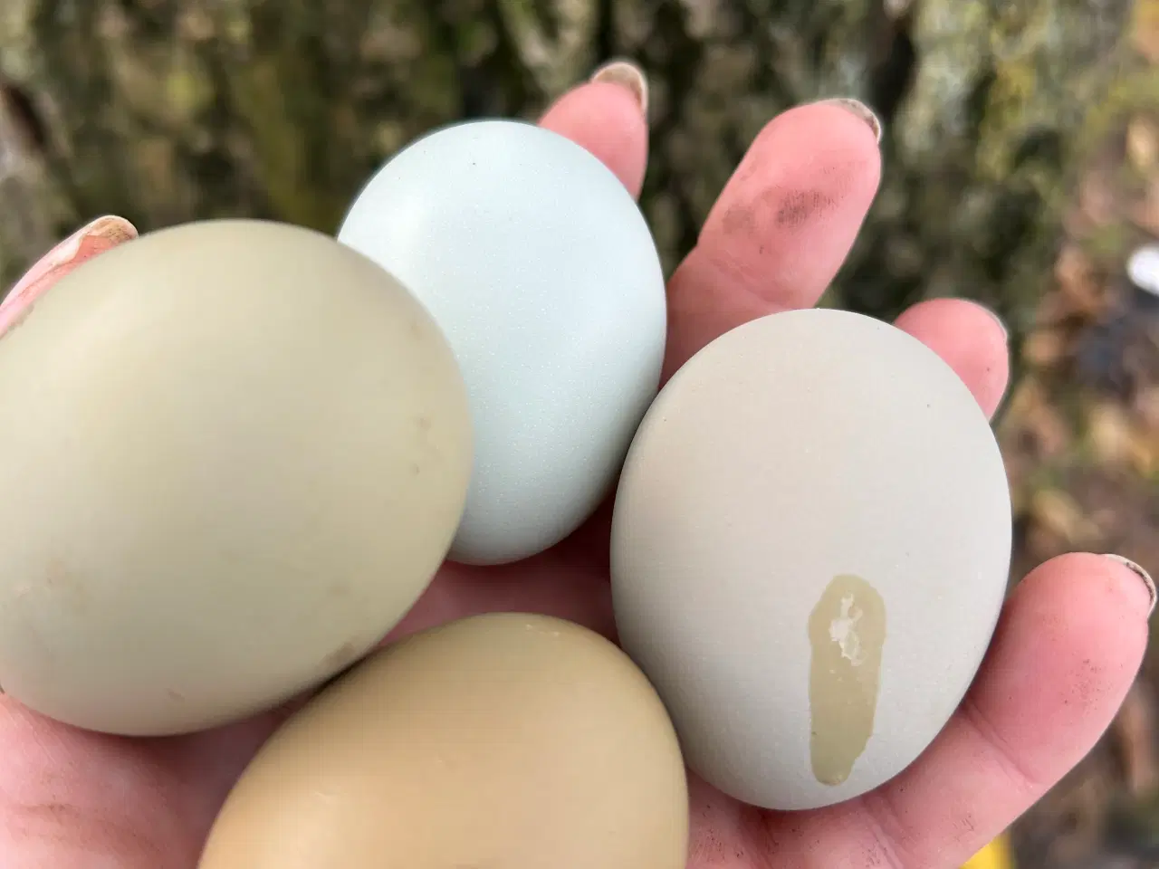 Billede 17 - Rugeæg I Gode Farver