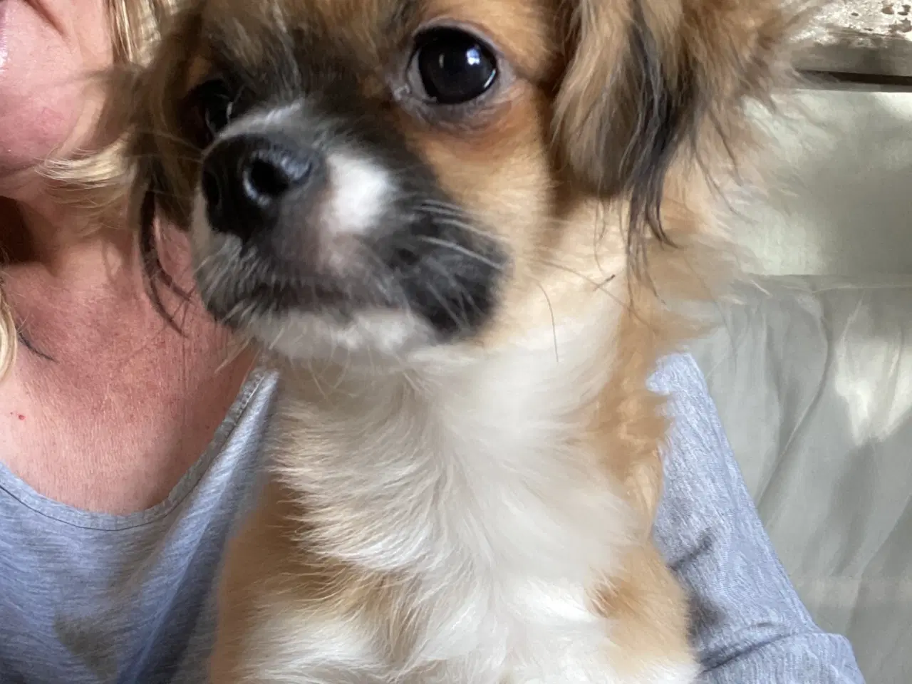 Billede 3 - Ung Hanhund