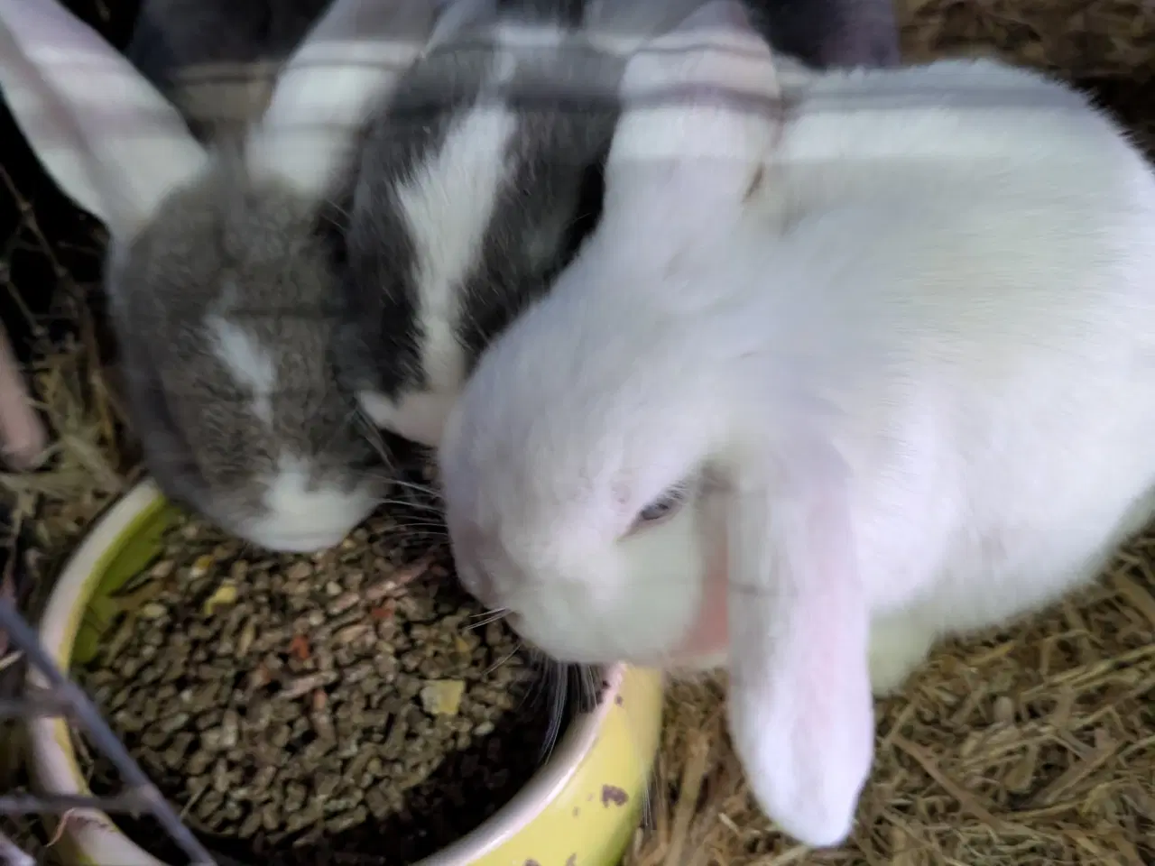 Billede 1 - Kaniner mini lop