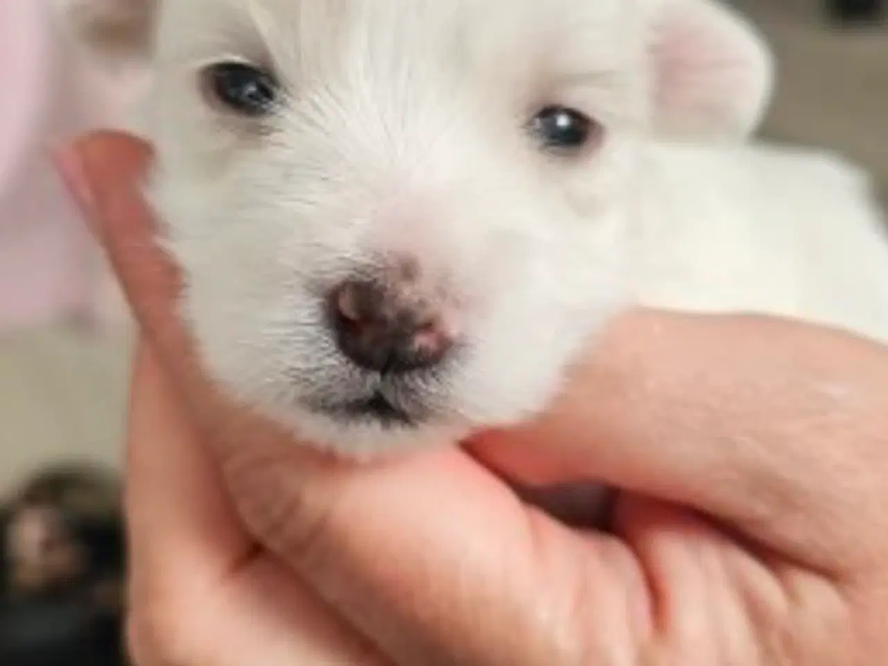 Billede 8 - Coton de Tulear hvalpe
