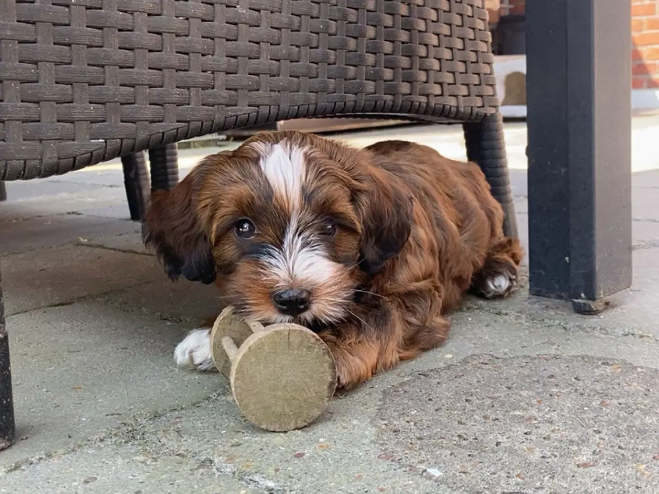 Billede 10 - Han hund tilbydes til avl