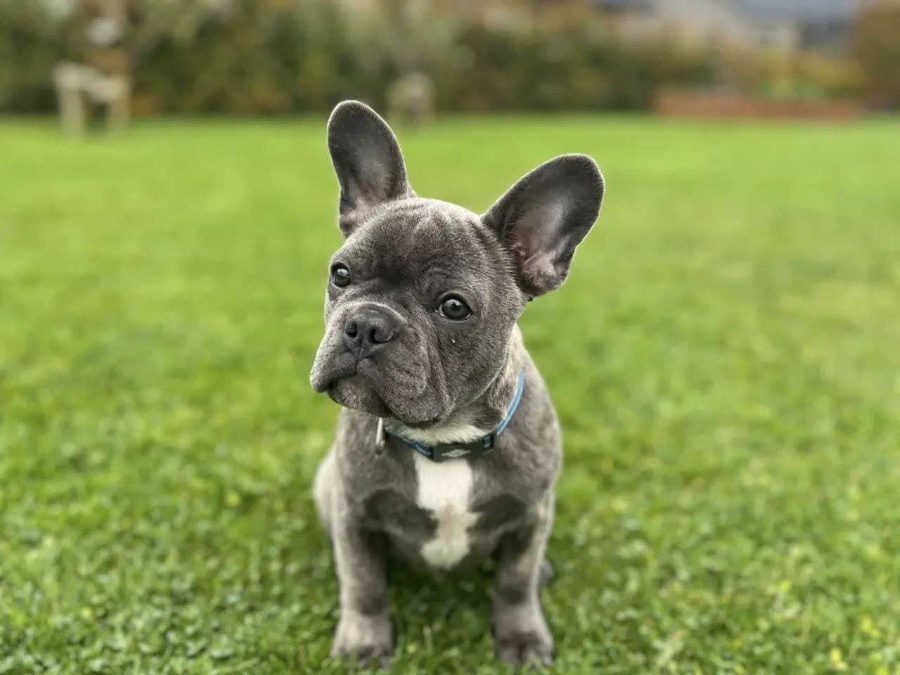 Billede 1 - 🐾Hvalp søger nyt kærligt hjem🐾