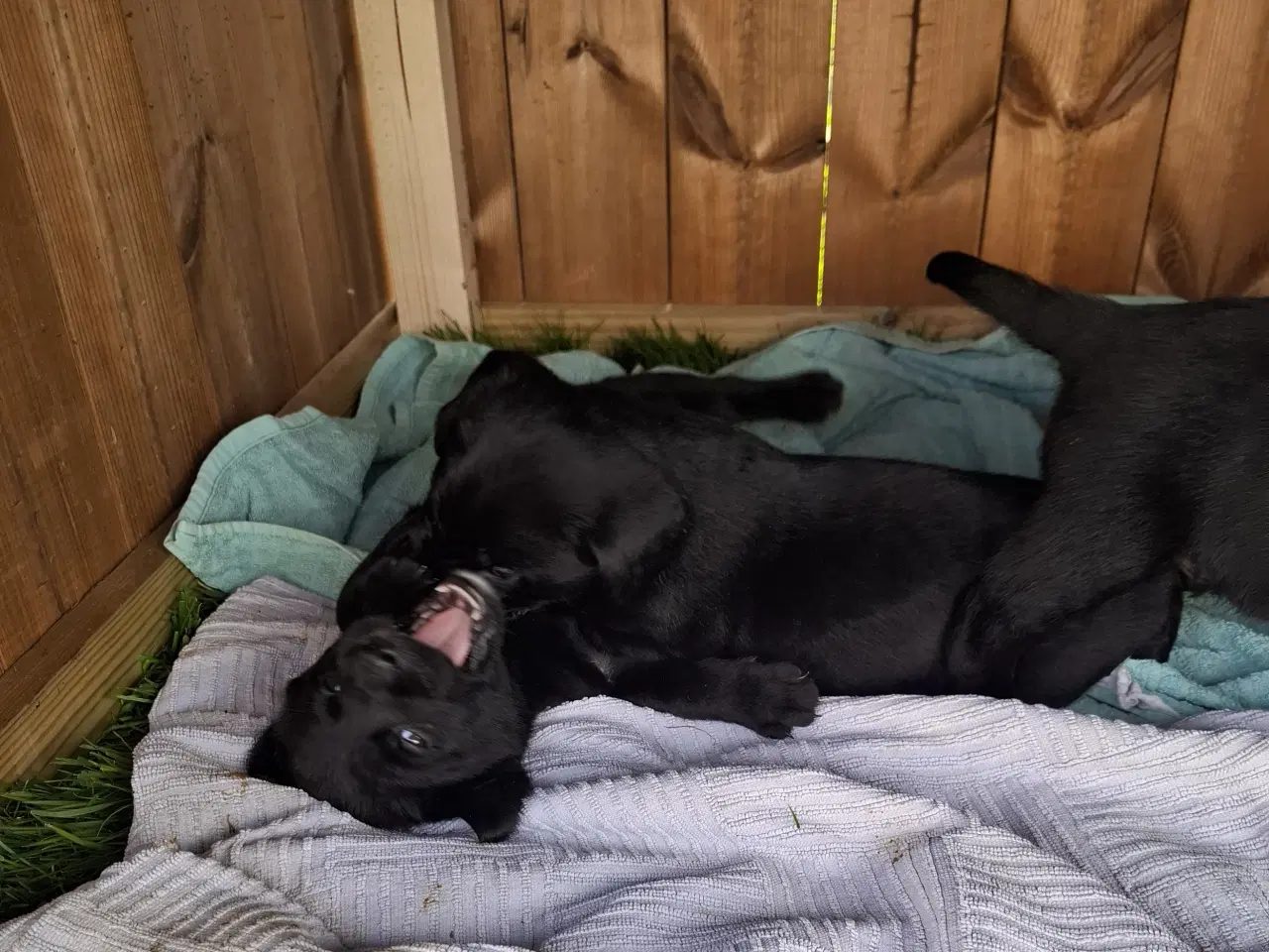 Billede 2 - Labrador hvalpe  4 uger 