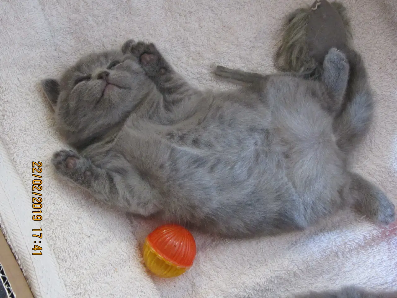 Billede 8 - DK Færge`s Bente efter gamle klassiske  blå linjer