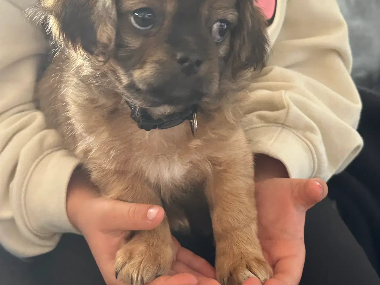 Billede 2 - Shih tzu blandinger 