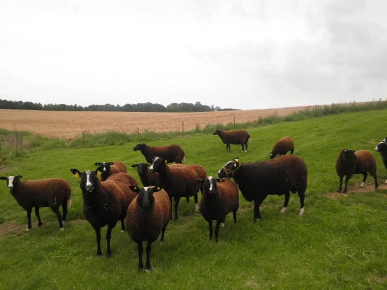 Billede 4 - Får og lam,  Zwartbles sælges m3 status