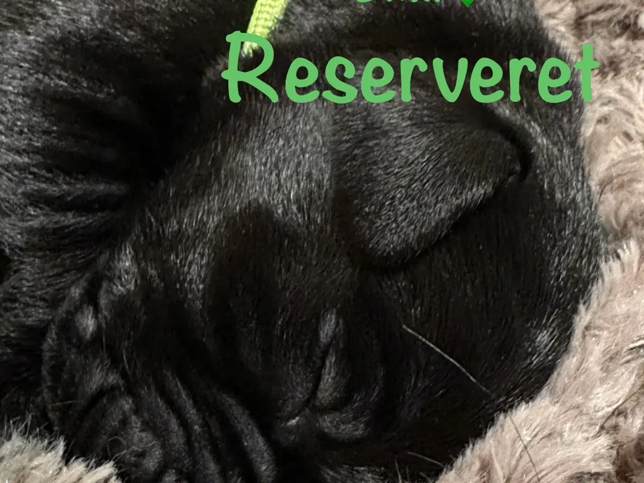 Billede 19 - Lækre Labrador Hvalpe Basser reserveret 😍