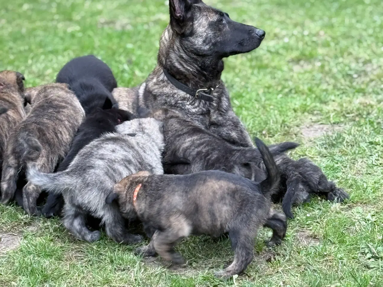 Billede 4 - Unikke schæfer og hollandsk hyrdehunde hvalpe