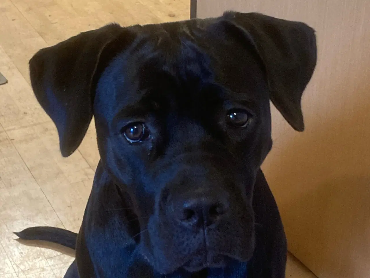 Billede 3 - Cane corso tæve, 2 år