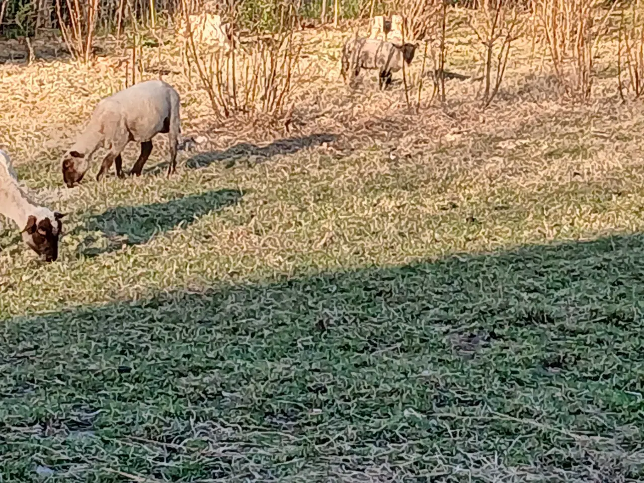 Billede 2 - 4 får + 3 lam