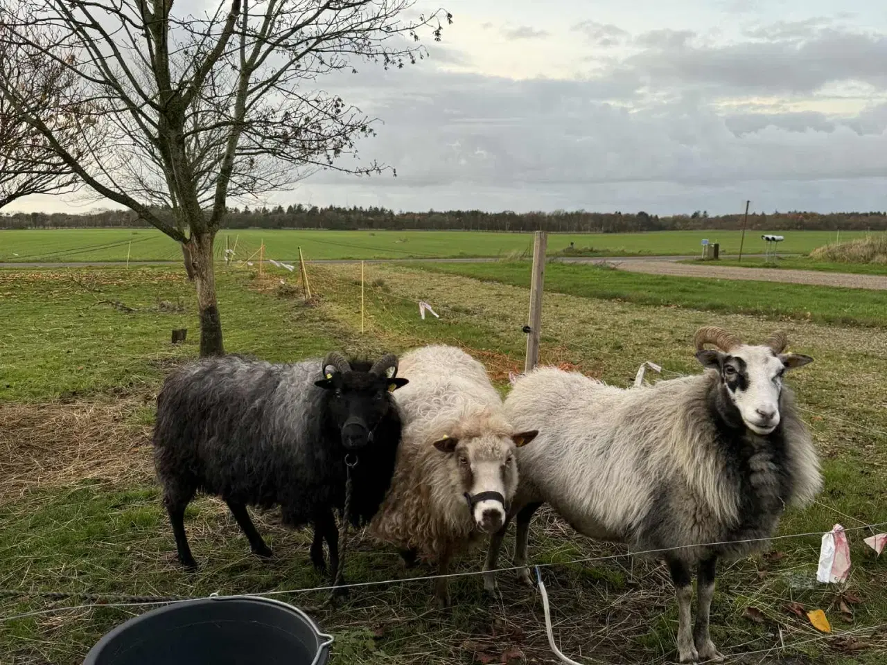 Billede 7 - Spælsau moderfår