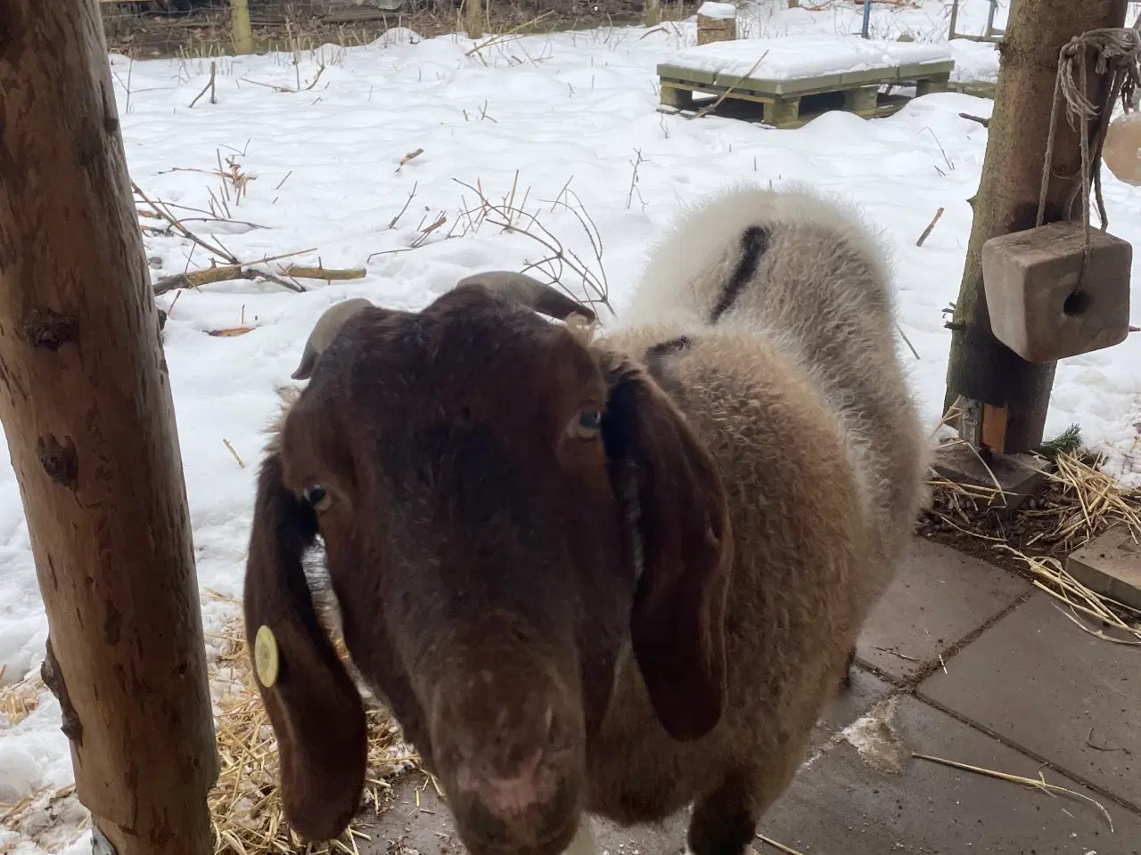 Billede 14 - Kærlig nyt hjem søges til to søde geder 🐐 🐐 