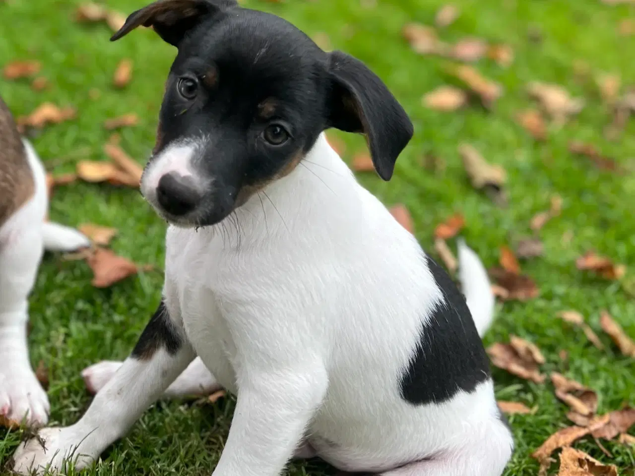 Billede 15 - Dansksvensk Gårdhund hvalpe