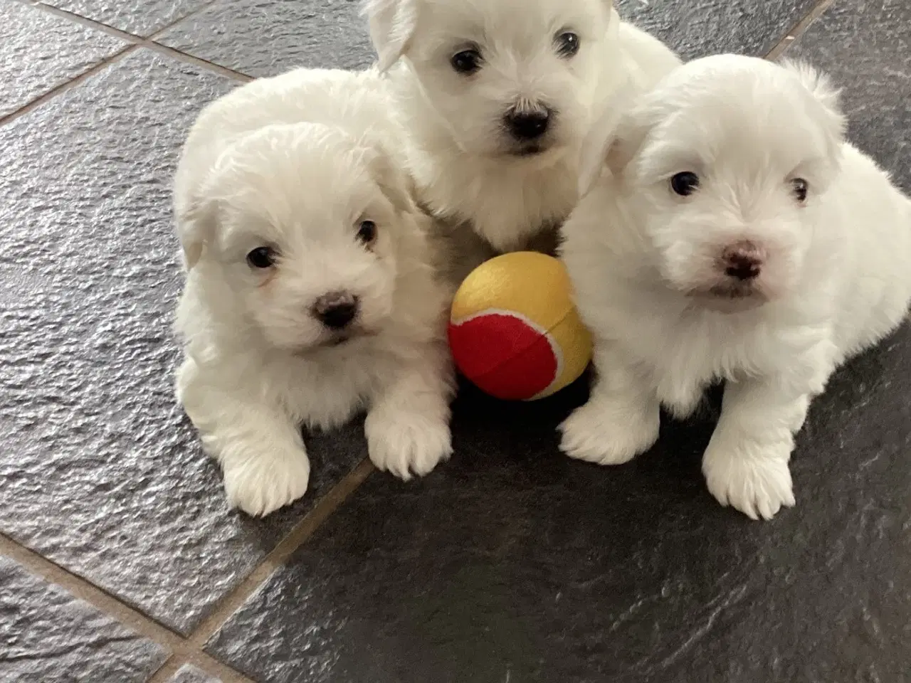 Billede 1 - Bomuldshunde hvalpe til salg 5.uger