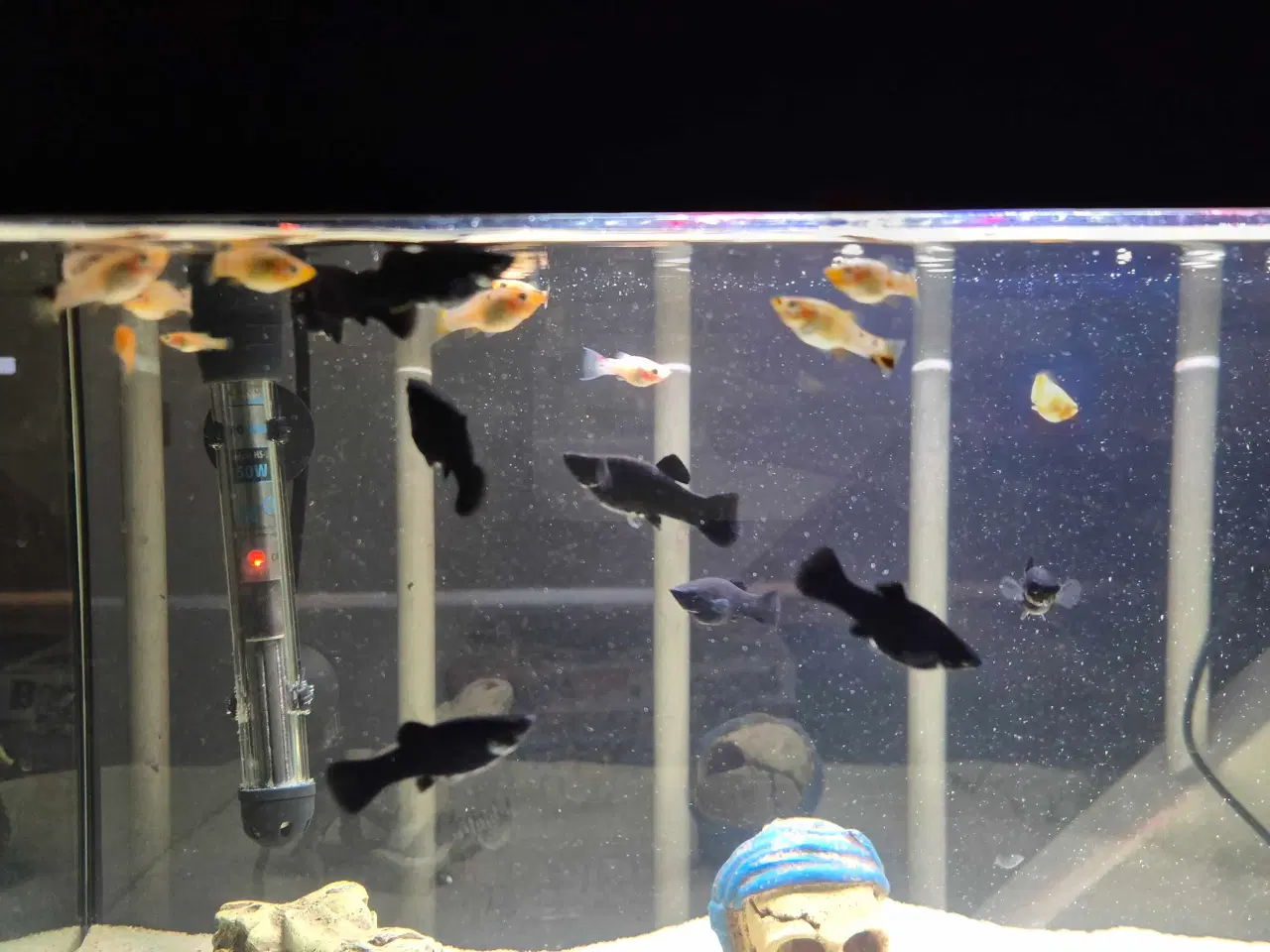 Billede 1 - Poecilia sphenops / Molly mix