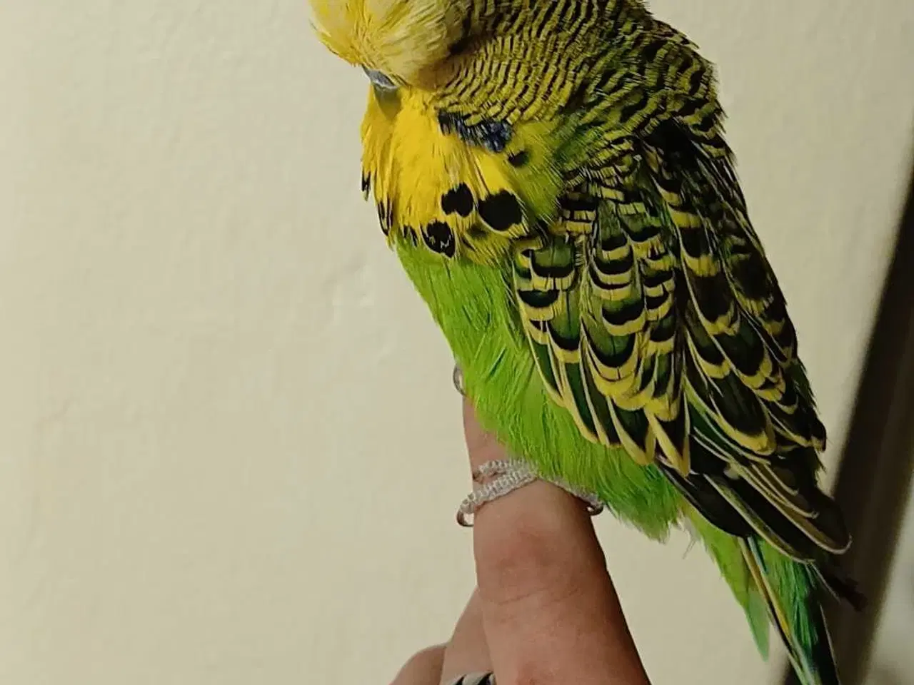 Billede 12 - Engelsk undulat han 