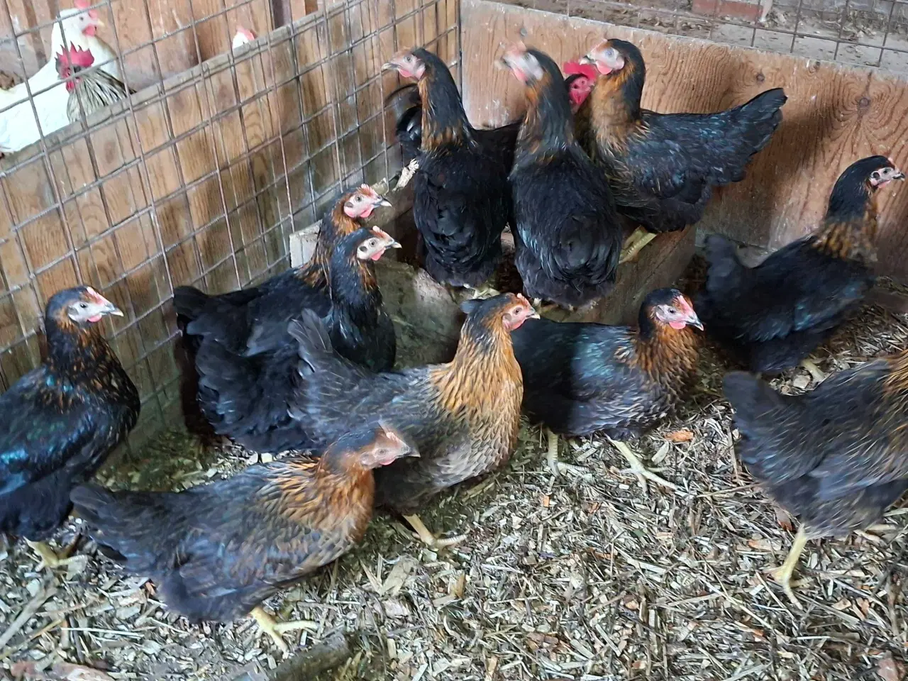 Billede 2 - Høns