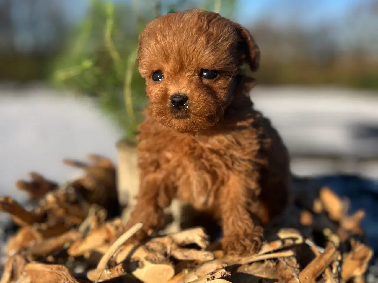 Billede 3 - Toy Maltipoo