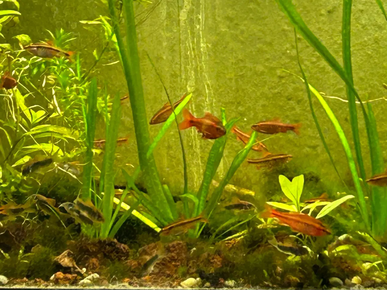 Billede 4 - 🍒🐟 Smukke Kirsebær Barber 🚨 Rolige akvariefisk