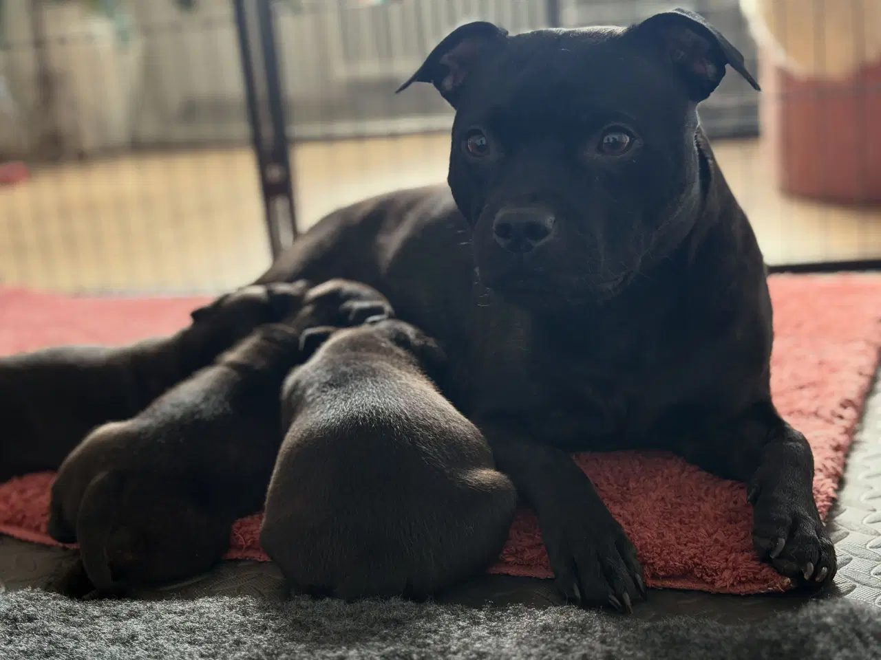 Billede 3 - Staffordshire Bullterrier