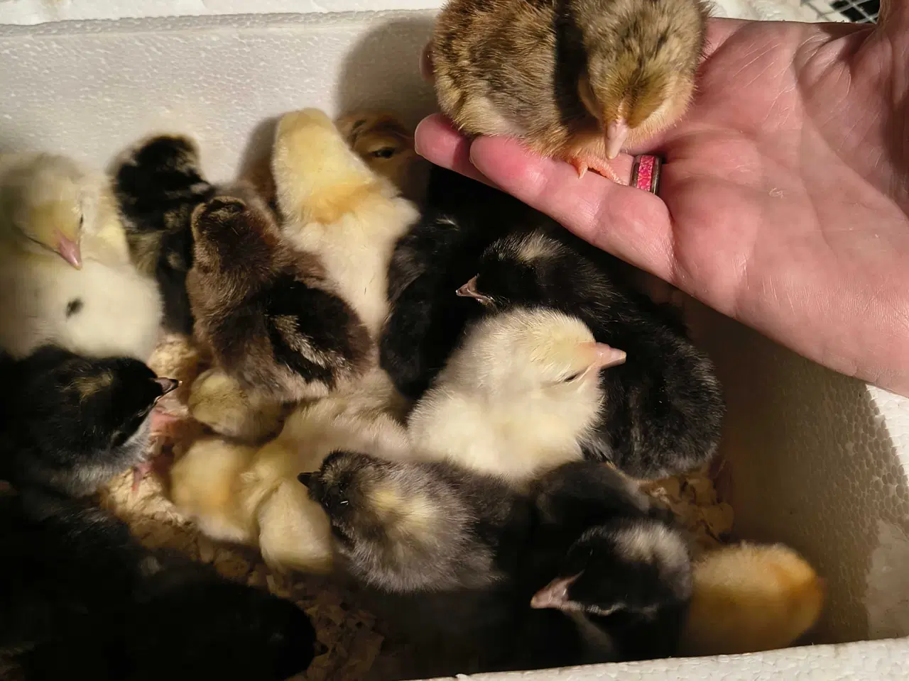 Billede 3 - Daggamle kyllinger klar til skruhøne 