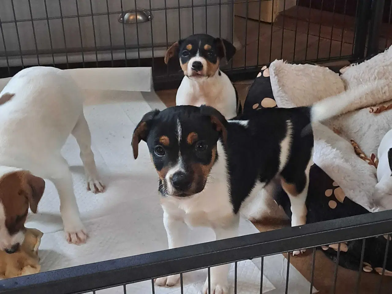 Billede 6 - Dansk svensk gårdhund hvalpe