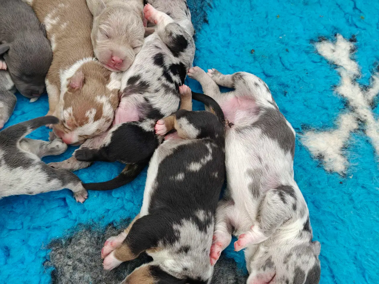 Billede 4 - American Bully 