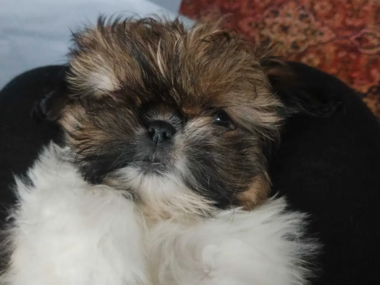 Billede 6 - Tre smukke SHIT TZU...🥰🥰🥰