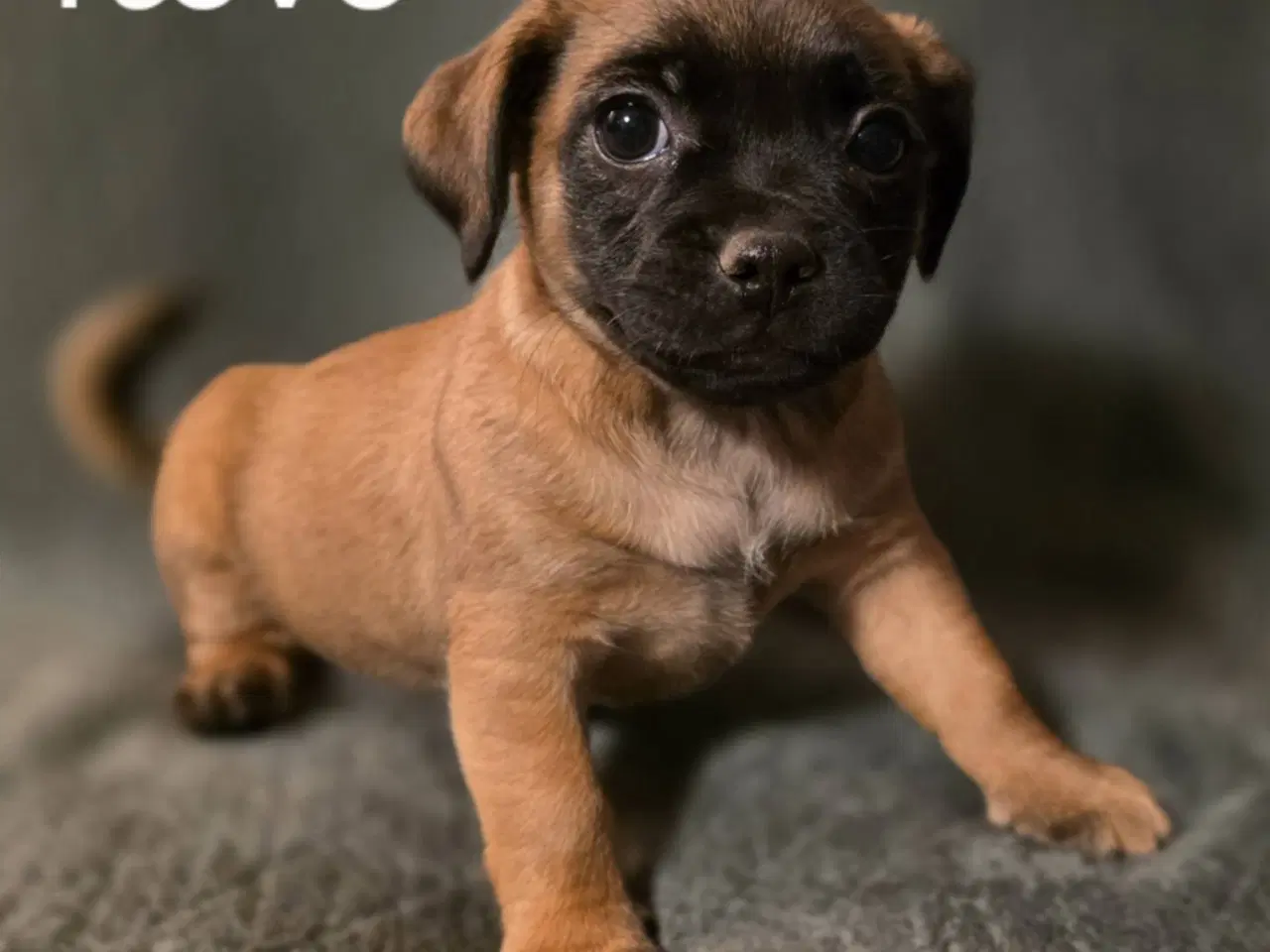 Billede 2 - Jack Russel Mix