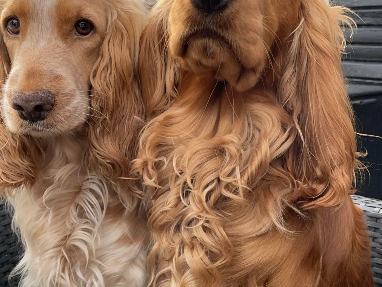 Billede 7 - Til parring - IKKE salg 