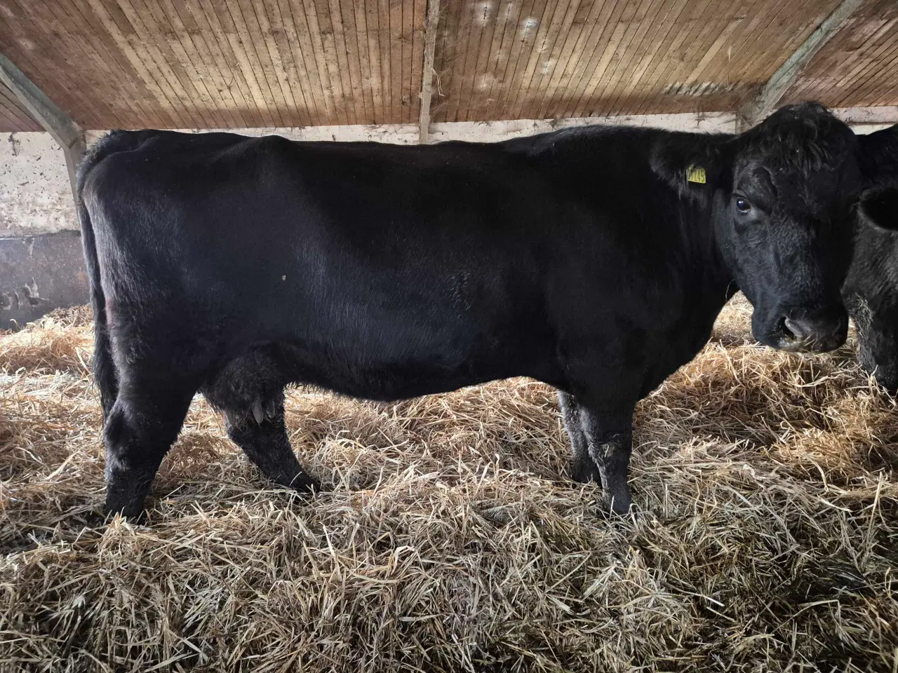 Billede 2 - Angus køer