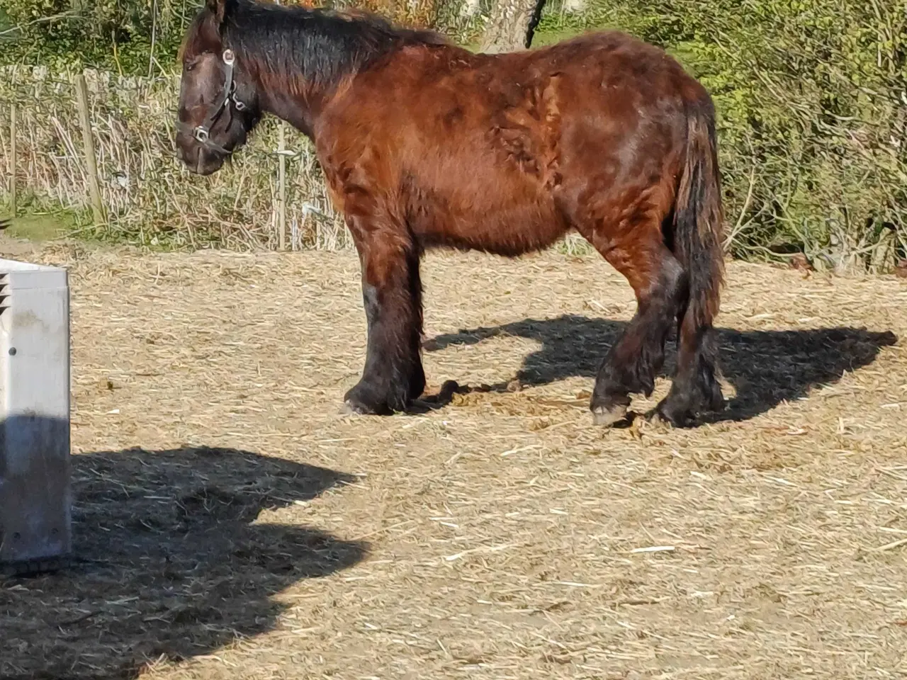 Billede 4 - 1 årig Jyskhest hingst sælges