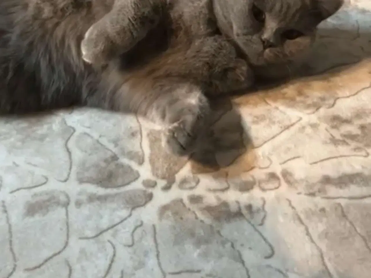 Billede 1 - British Shorthair hunkat søger nyt hjem 🐾💗