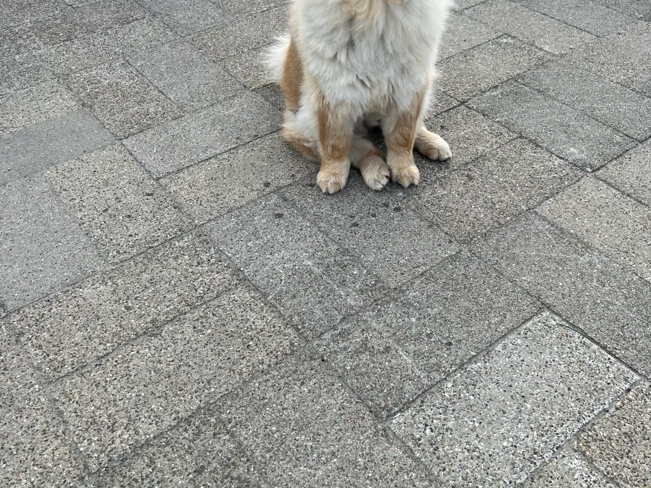 Billede 4 - Chow Chow tæve 