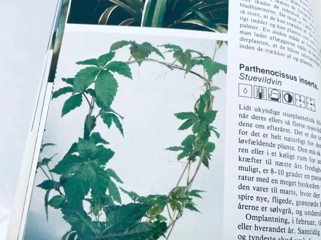 Billede 11 - Stueplanter bo bedre 