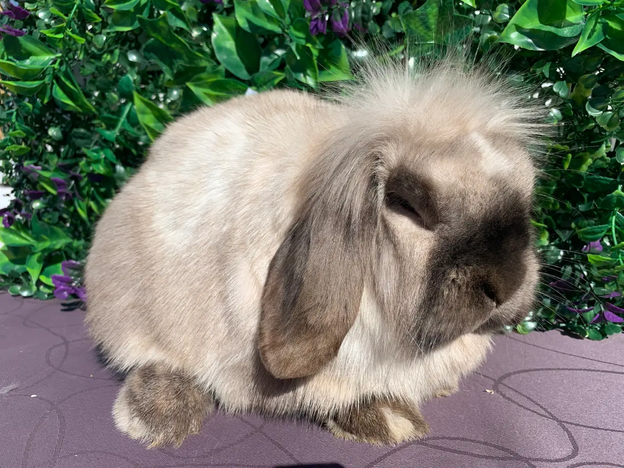 Billede 1 - Lionlop hun🩷Windy  fra Ryomgård i Jylland 