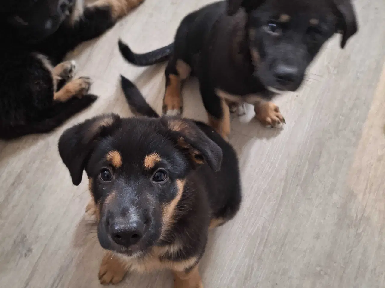 Billede 2 - 🐾✨ Euro Mountain sheparnese