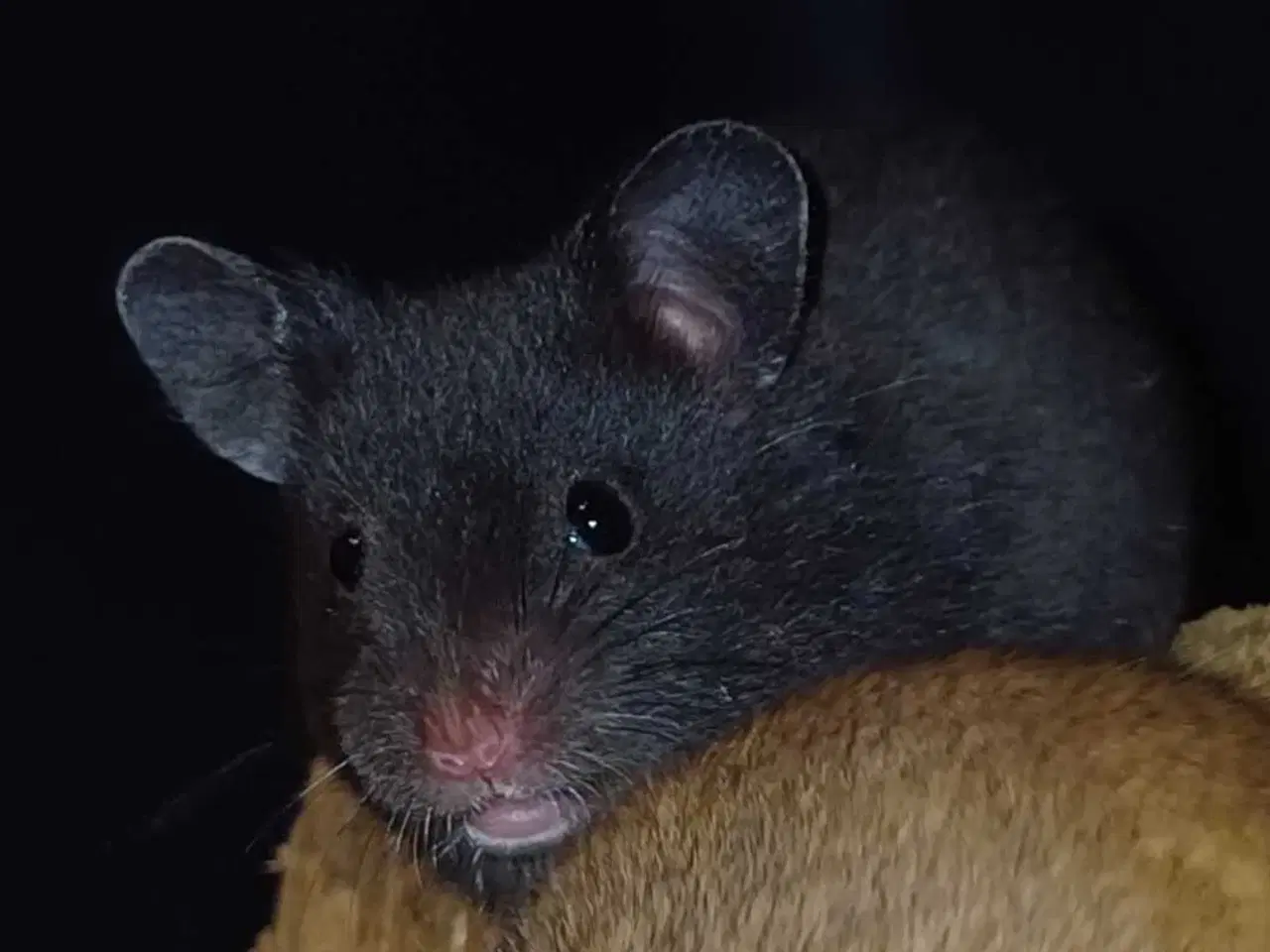 Billede 16 - Guldhamster unger